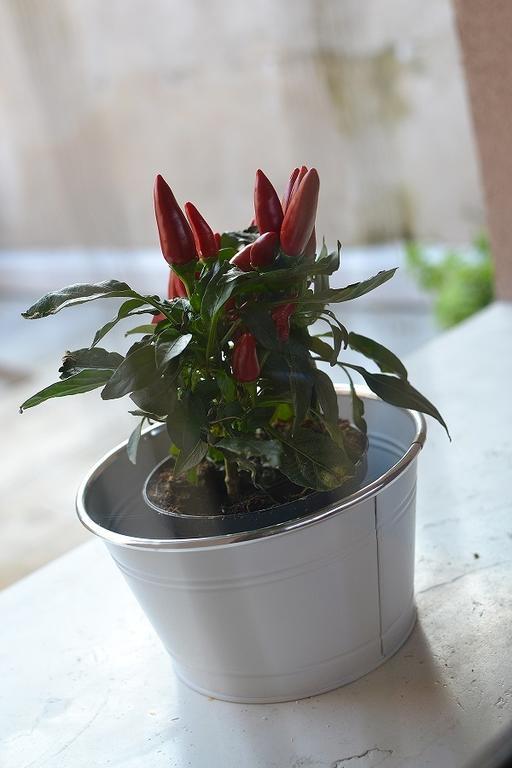 La Salvia E Il Lampone Pove del Grappa Exterior foto